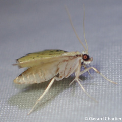 Goniorhynchus