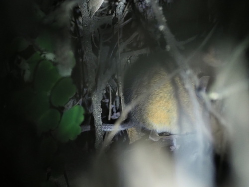 Jalisco Harvest Mouse (Reithrodontomys nerterus) — Data Deficient Mammalia