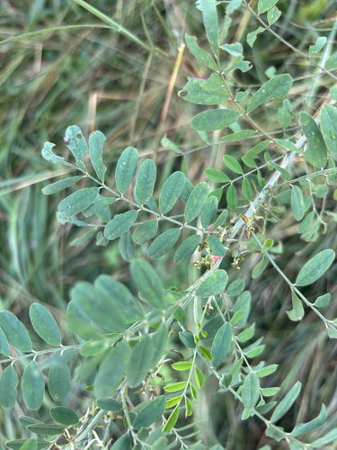 Indigofera arrecta observed 2025-04-09