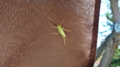 Meconema thalassinum