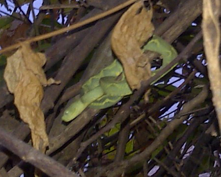 Mt Rungwe bush viper
