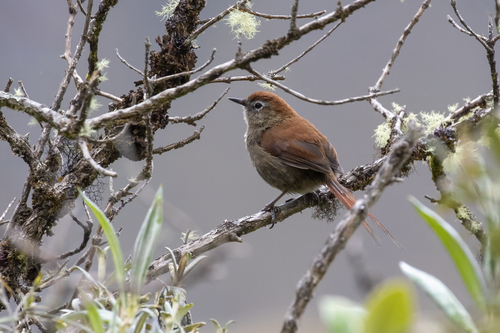 White-chinned Thistletail (Asthenes fuliginosa), photo 4