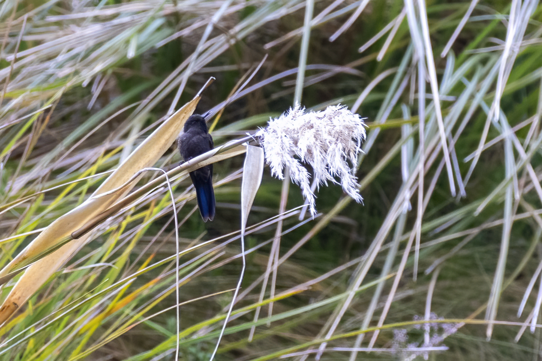 Blue-mantled Thornbill (Chalcostigma stanleyi), photo 9