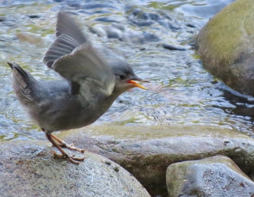 American Dipper