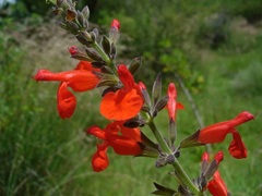 Salvia pulchella