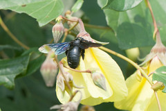 Xylocopa nasalis