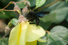 Xylocopa nasalis