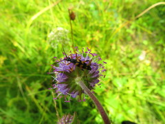 Strangalia attenuata