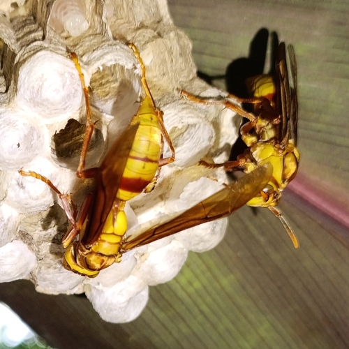 Polistes carnifex boliviensis