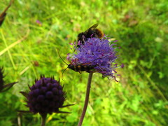 Strangalia attenuata