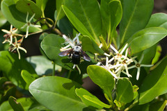 Xylocopa phalothorax