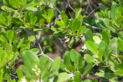 Xylocopa phalothorax