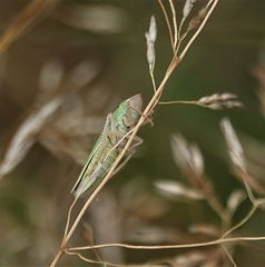 Draeculacephala crassicornis
