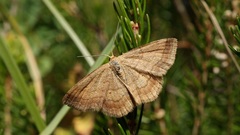 Scopula rubiginata