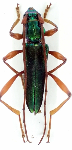Hybunca