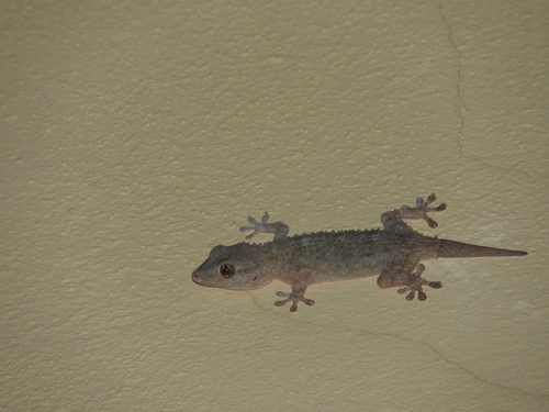 Tarentola mauritanica