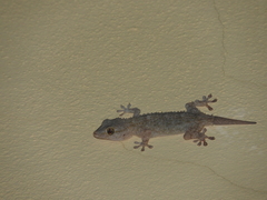 Tarentola mauritanica