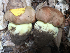 Butyriboletus persolidus