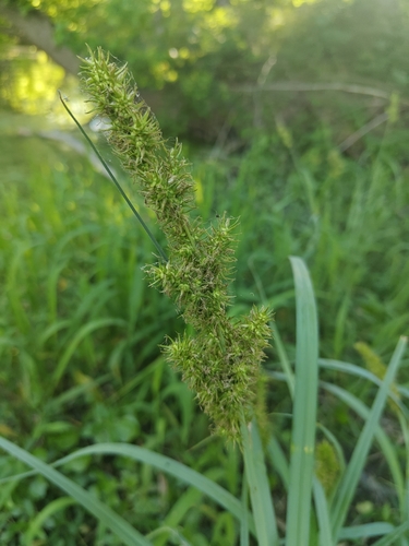 Image of Carex crus by (c) Tanner Shepard, some rights reserved (CC BY)