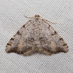 Macaria quadrilinearia