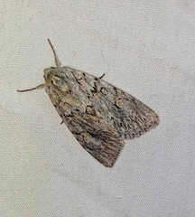 Andropolia aedon