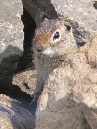 Northern Idaho Ground Squirrel observed by srjolly