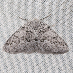 Sabulodes packardata