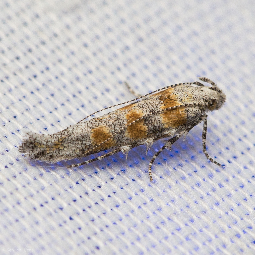 Rabbitbrush stem gall moth