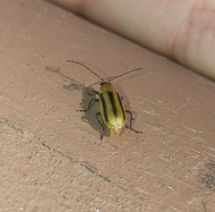 Diabrotica virgifera