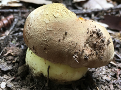 Butyriboletus persolidus