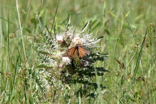 Monarch photographed in Mississippi