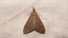 Mecyna asinalis