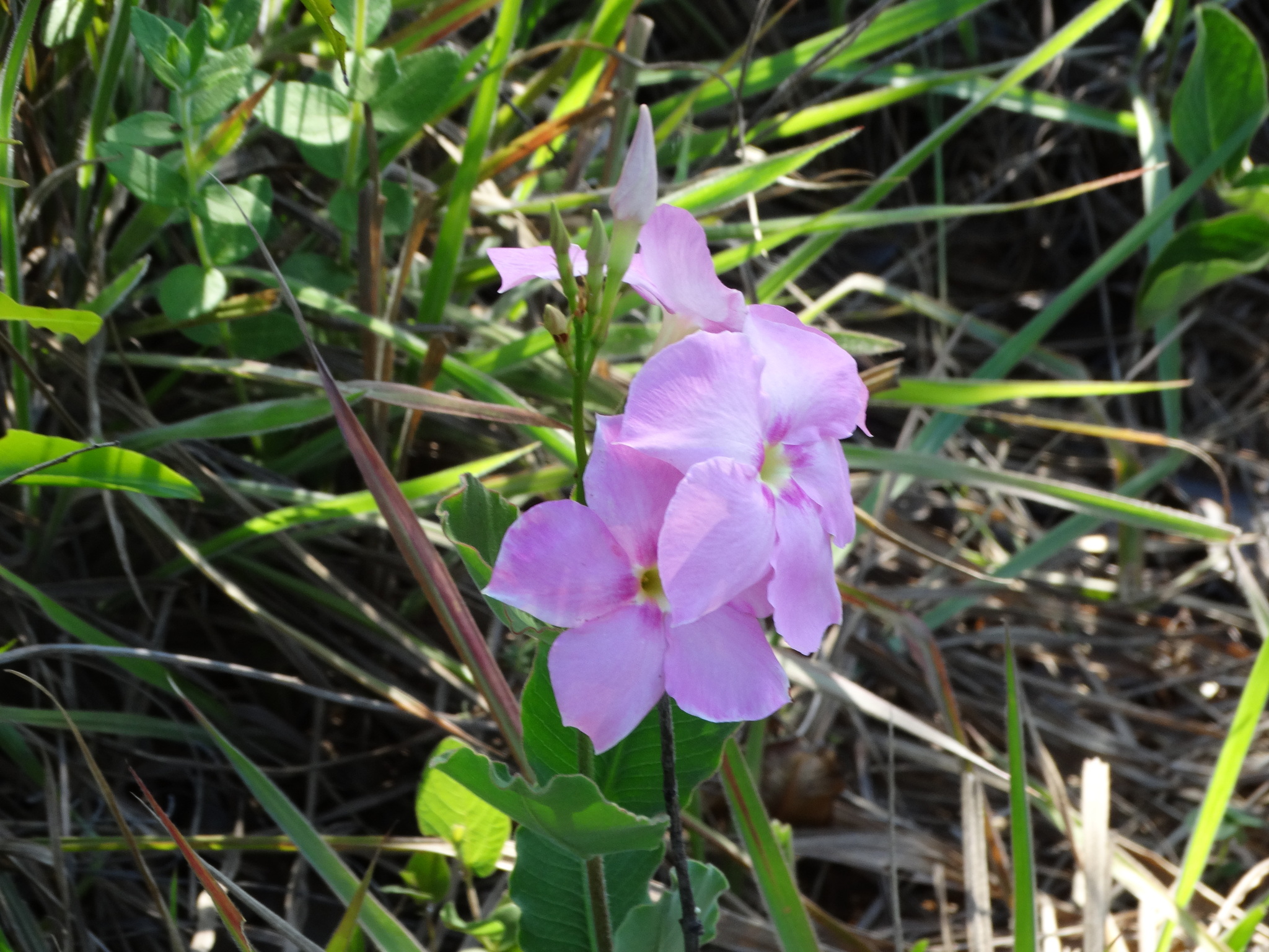 Mandevilla illustris