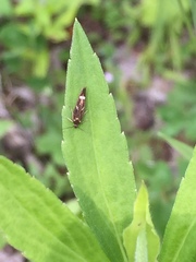 Scythris trivinctella