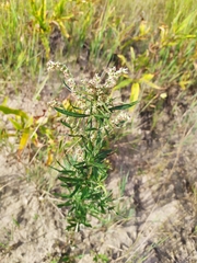 Artemisia vulgaris