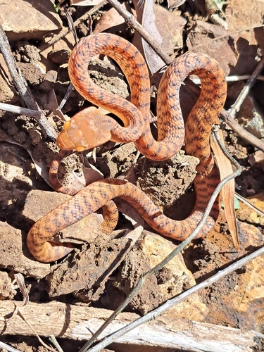 Brown Tree Snake sighting