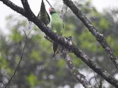 Psittacula calthrapae