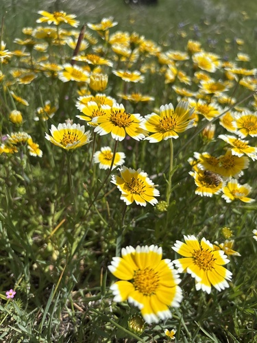 Layia chrysanthemoides, photograph 5