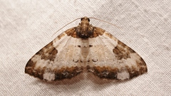 Melanthia procellata