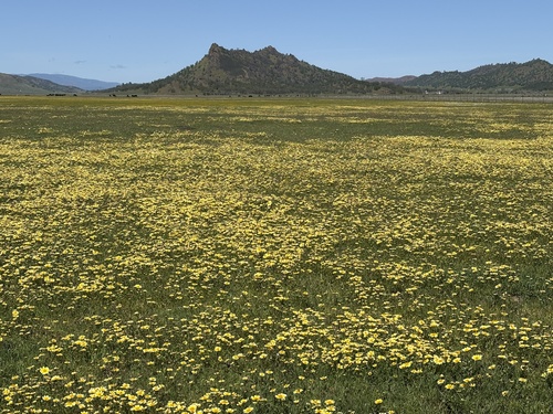 Layia chrysanthemoides, photograph 3