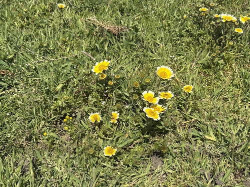 Layia chrysanthemoides, photograph 4