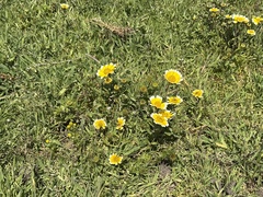 Layia chrysanthemoides, photograph (c) graham_coop, some rights reserved (CC BY)