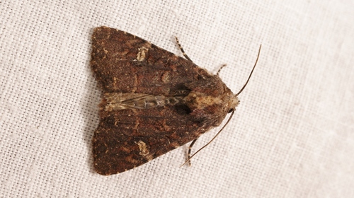 Common rustic