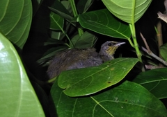 Pycnonotus finlaysoni