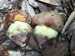 Butyriboletus persolidus