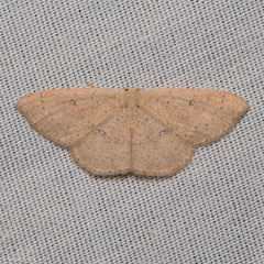 Cyclophora dataria