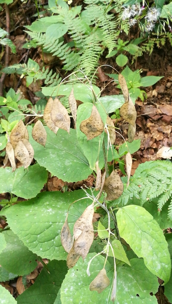 perennial honesty from 58-500 Jelenia Góra, Polska on August 16, 2019 ...