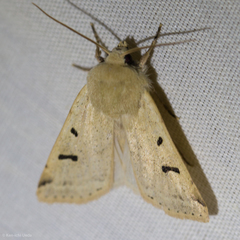 Dichagyris variabilis