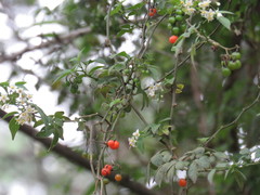 Solanum appendiculatum