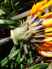 Gazania ciliaris